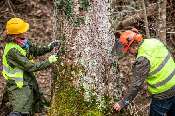 Professional Tree Care in Riverdale, UT